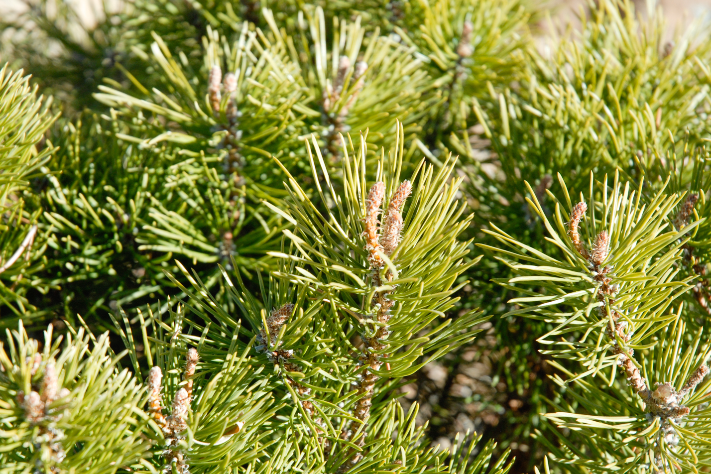 Mops Dwarf Mugo Pine